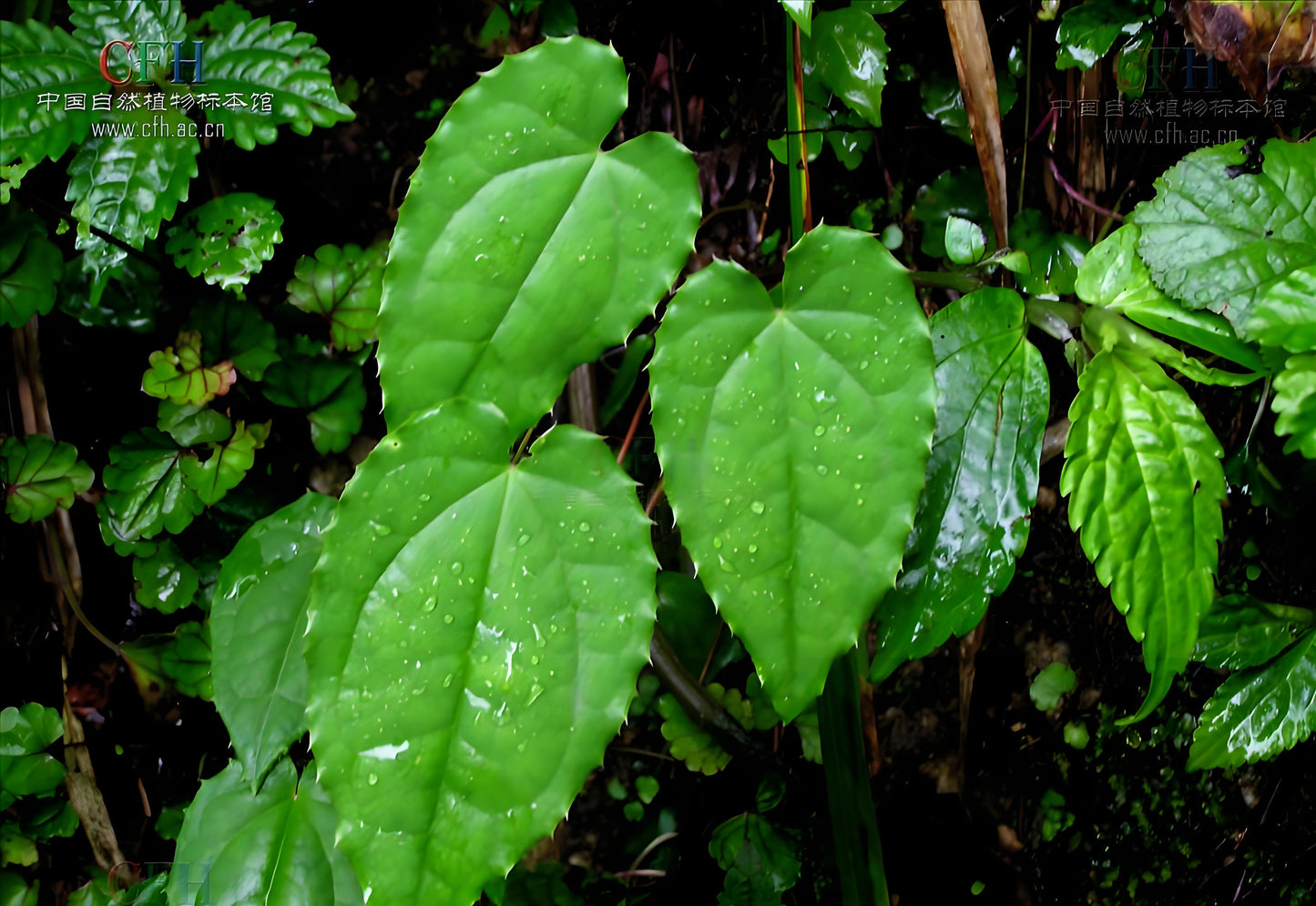 Epimedium Extract