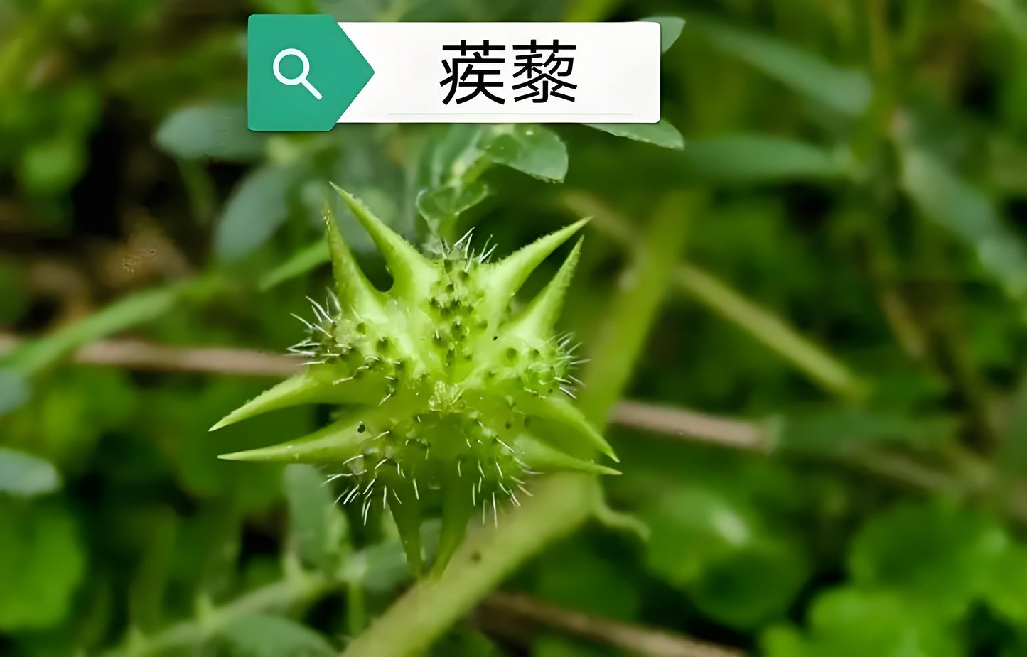 Tribulus terrestris extract