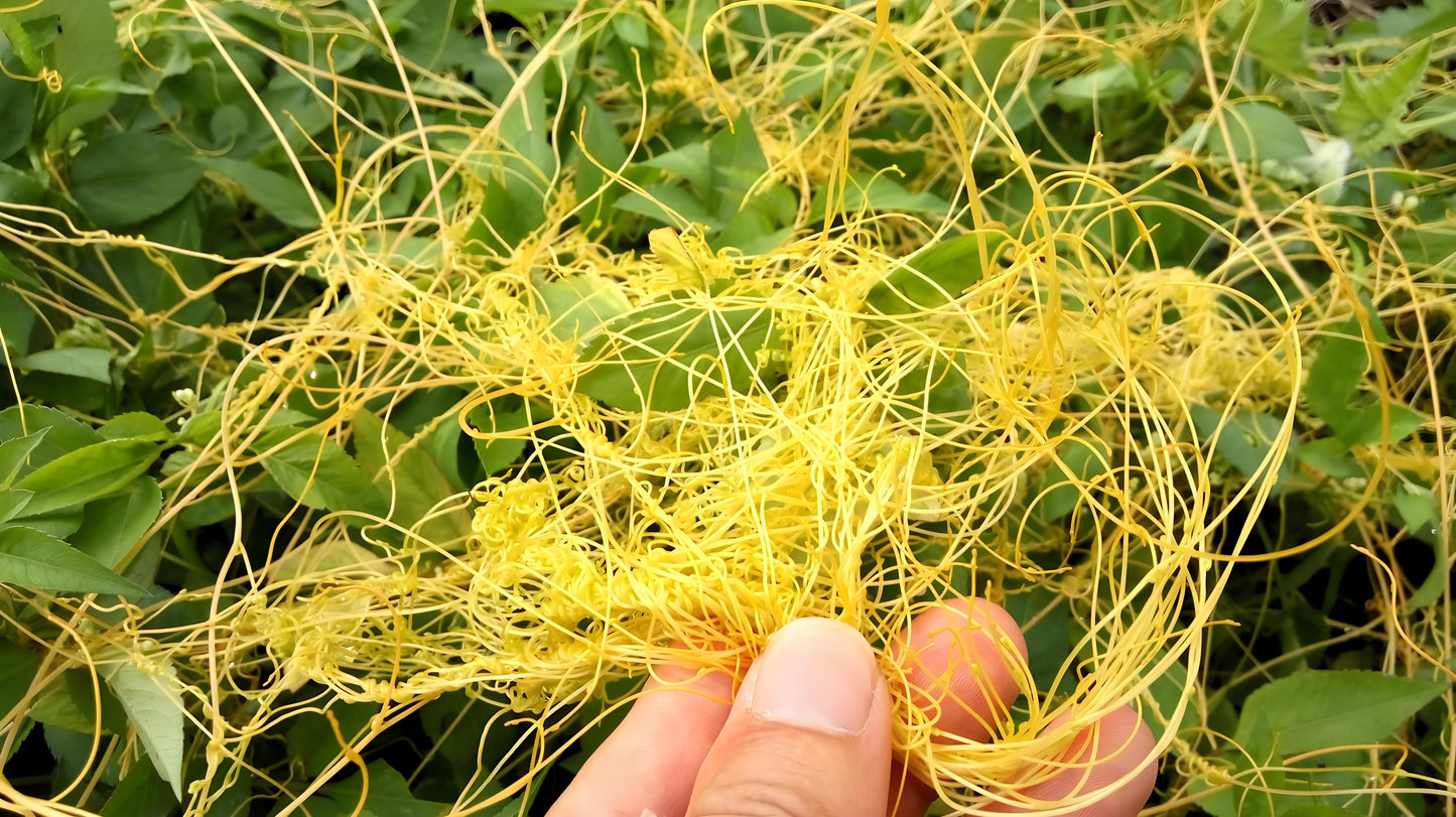 Chinese Dodder Seed Extract